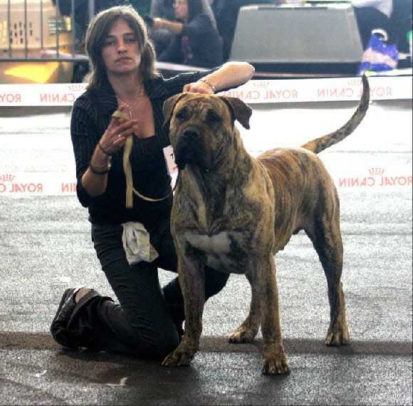 Elio El Sueno del Amigo | Perro de Presa Canario 