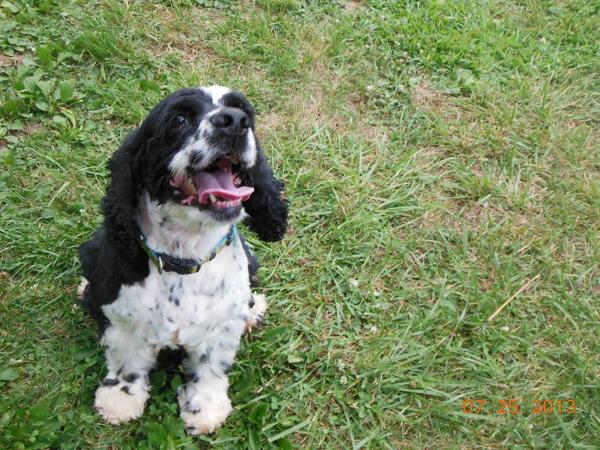 Brenna's Dandy Daisy Dumpling | American Cocker Spaniel 