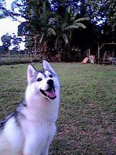 Attan Sir JM Tio USA | Siberian Husky 