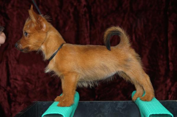 Yakogor tsvet moey nadezhdy | Australian Terrier 