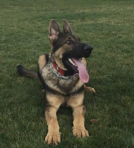 Xant Von Bismack | German Shepherd Dog 