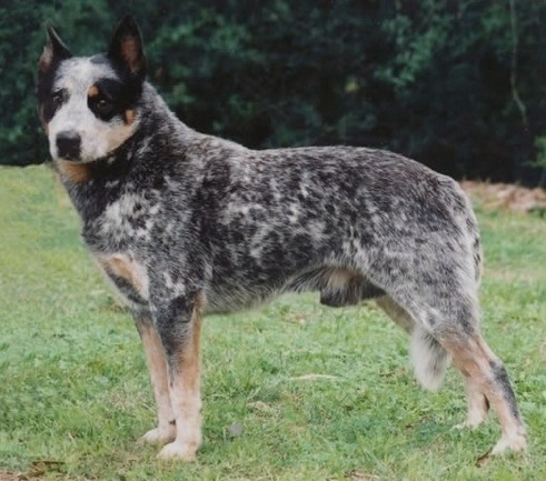 Turrella Blue Warlock | Australian Cattle Dog 