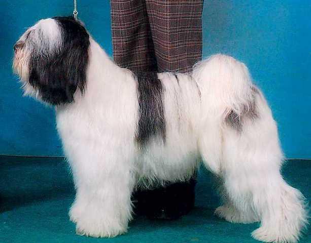 COLLEDGE SANKUDO SENSEI | Tibetan Terrier 