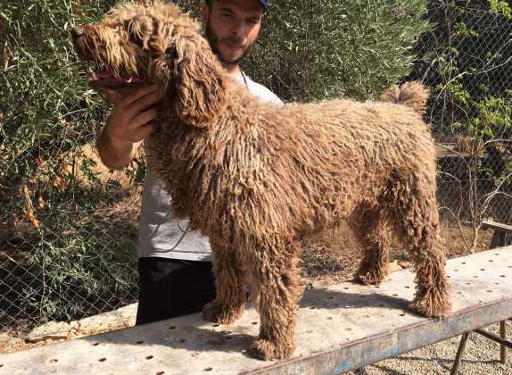 Jazmina de Anarres | Spanish Water Dog 