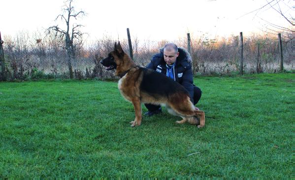 Sellvar Timohaus | German Shepherd Dog 