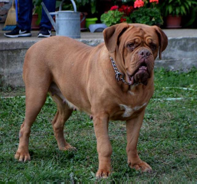 Bella by Nikola Srbija | Dogue de Bordeaux 
