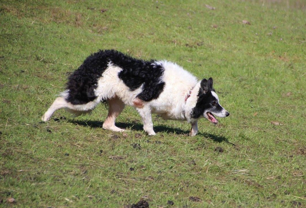 Redcreek Doc ABC 330190 | Border Collie 