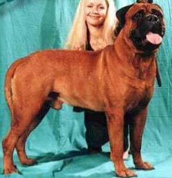 Zando | Bullmastiff 