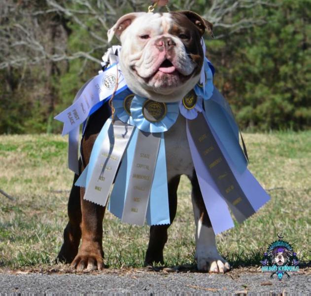 Bullforce Place your bet (Gamble) | Olde English Bulldogge 