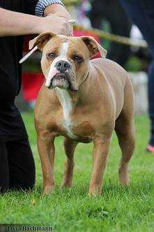 TrueLove Bulldogs She Loves You | Olde English Bulldogge 