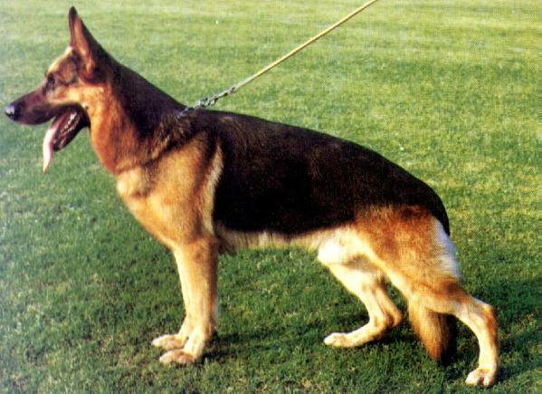 Eros von der Malvenburg | German Shepherd Dog 