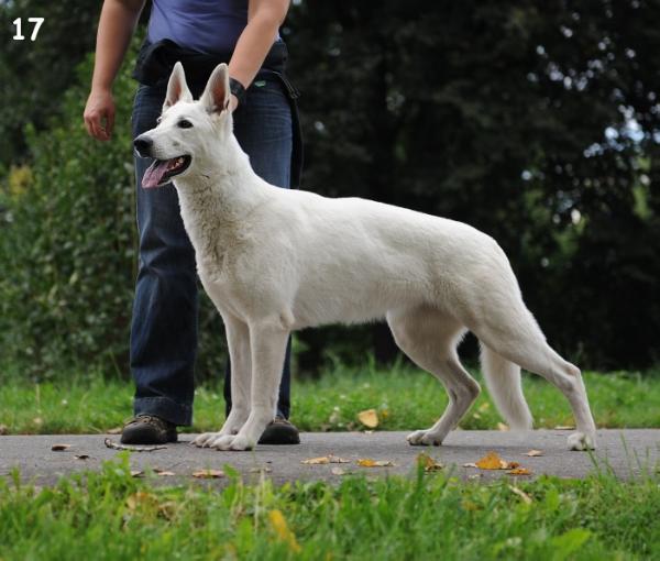 Zelmarian Hannies Taien | White Swiss Shepherd Dog 