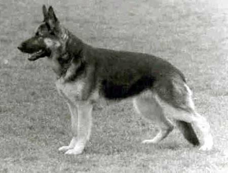 Una Blue-Iris | German Shepherd Dog 