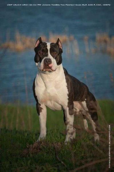 Jhnsns Ton80s The Perfect Game | American Pit Bull Terrier 
