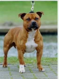 PRIDE OF TIME | Staffordshire Bull Terrier 