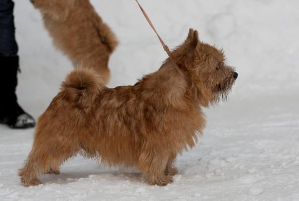 Debeaux On With The Show | Norwich Terrier 