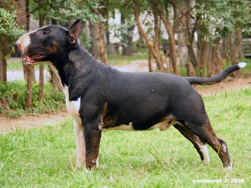 Asin All Black Rock | Bull Terrier 