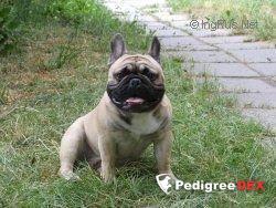 SHEIH MESKOT POG'S | French Bulldog 