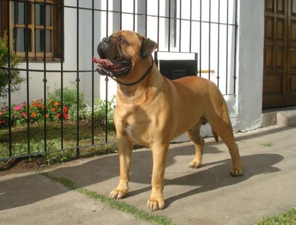 SUPER WOKER DE DIMAHO | Bullmastiff 