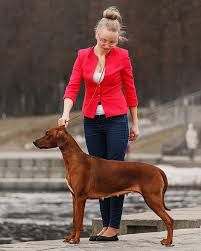 Amari Lulu Vimba Shamwari | Rhodesian Ridgeback 