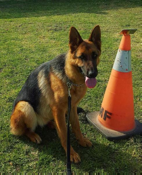 Noorwillas | German Shepherd Dog 