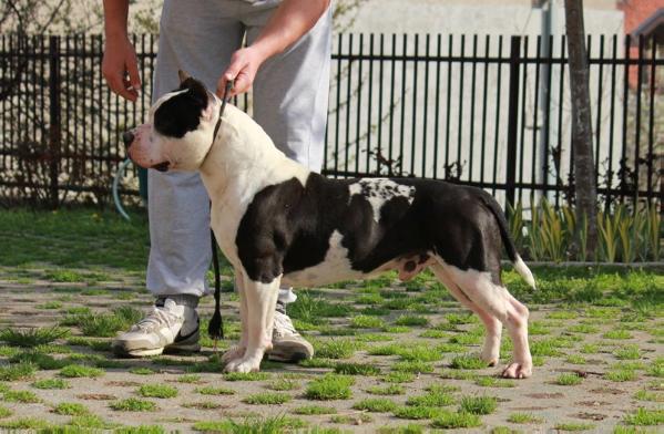 Alea Jacta Est Iron Heart | American Staffordshire Terrier 