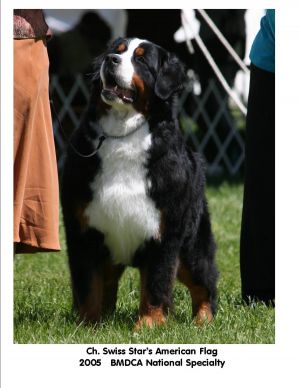 Swiss Stars American Flag | Bernese Mountain Dog 