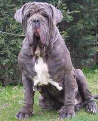 PEGASO DELLO STRADONE VESUVIANO | Neapolitan Mastiff 