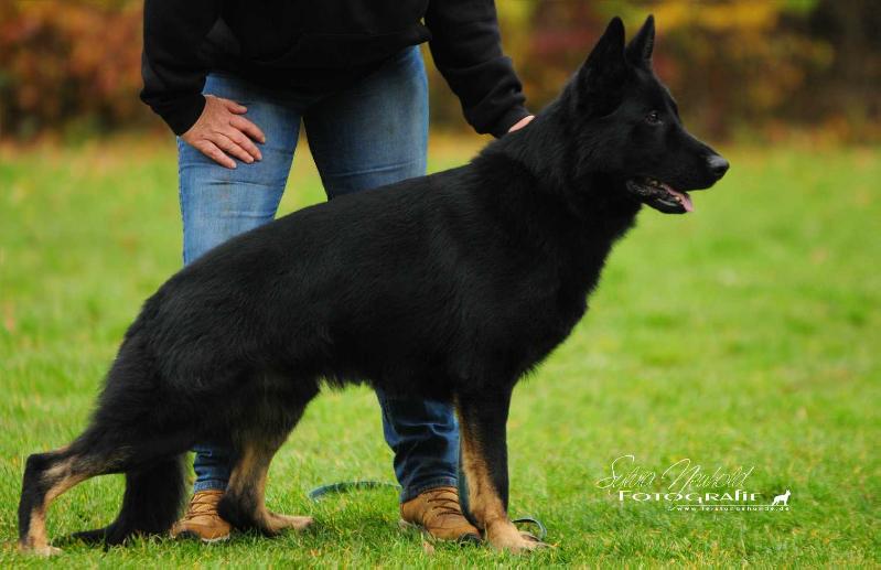 Conner van Romantos Hoeve | German Shepherd Dog 