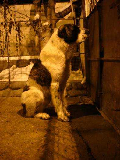 Abrai | Central Asian Shepherd Dog 