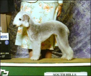 LAMZ Lucky Clover | Bedlington Terrier 