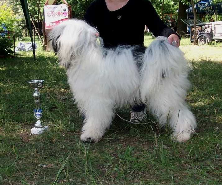 Earl of Darkness | Tibetan Terrier 