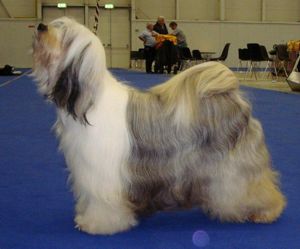 CEDAR CREEK FLIRTING WITH FAME AT MIKUDI | Tibetan Terrier 