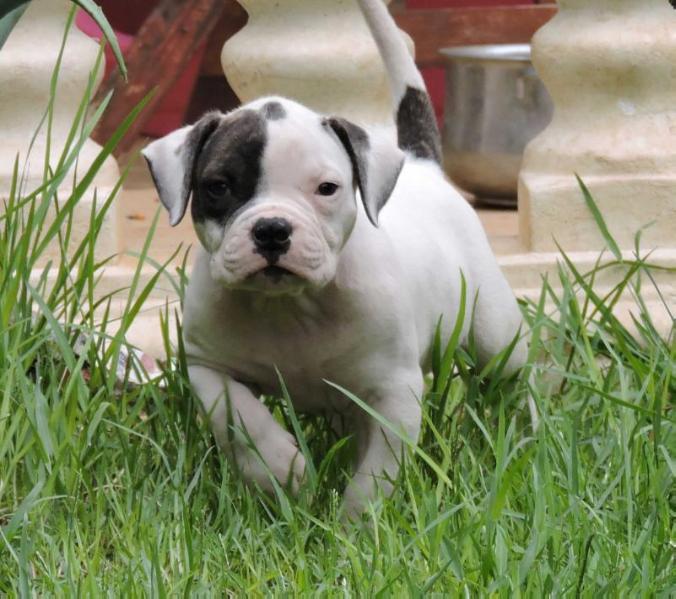 Regillo's bull Bagheera | American Bulldog 