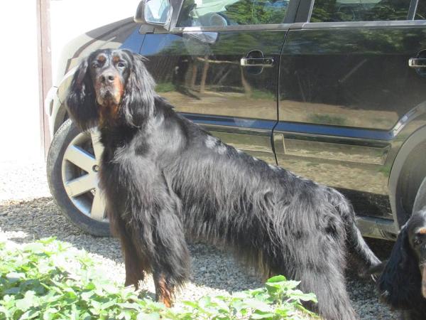 Camusfearna arayazeudi | Gordon Setter 