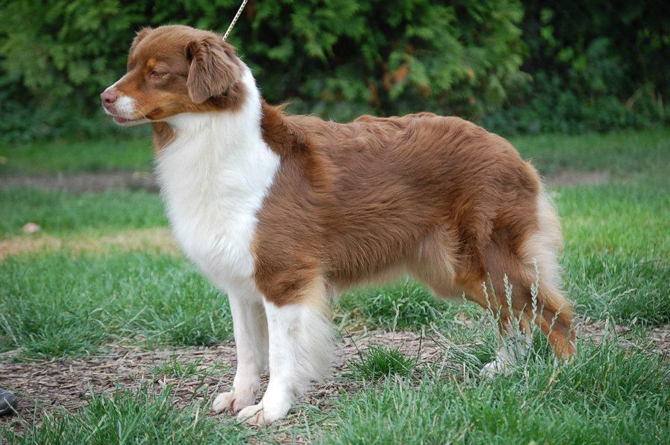 Risingstar's Divine Outlaw | Australian Shepherd 