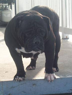 DRB's Maizie of Double D | Olde English Bulldogge 