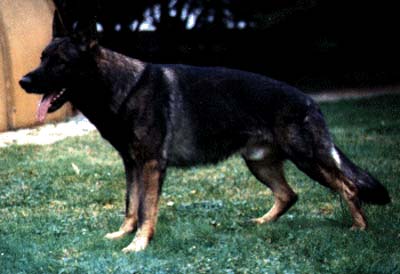 Eddy vom Vorderen Schalk | German Shepherd Dog 