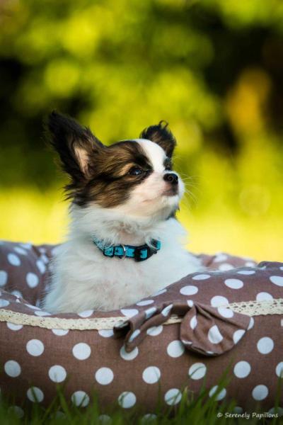 Serenely's By My Side | Papillon 