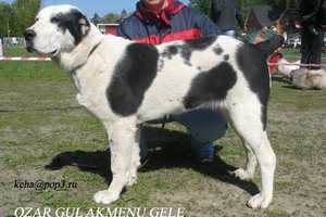OZAR GUL AKMENU GELE | Central Asian Shepherd Dog 