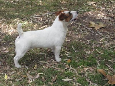 Swampwood Mick Maddigan | Jack Russell Terrier 