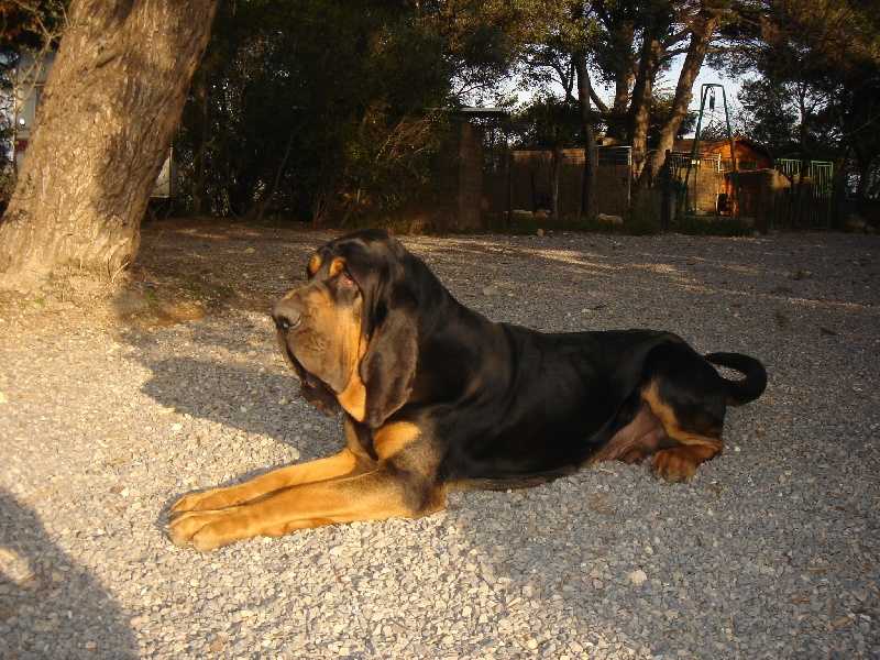 Vicomte de la Colline du Bosc | Bloodhound 