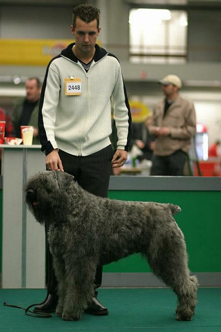 Bronco Windy v. Molenhorn | Bouvier des Flandres 