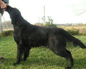 Almanza Chinese Tattoo | Flat-Coated Retriever 