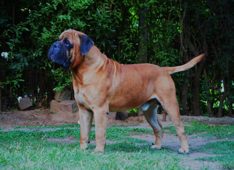 Du Grand Dieux Tocai Frulano | Bullmastiff 