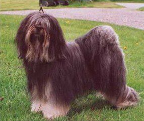 BONDEKONENS DAWA SHAM-PO | Tibetan Terrier 