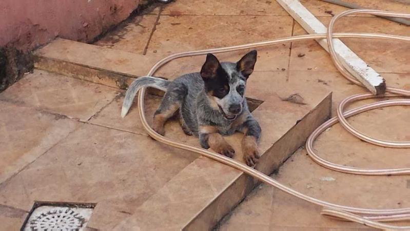 LEIA STAR BLUE HEELER SELIVON | Australian Cattle Dog 