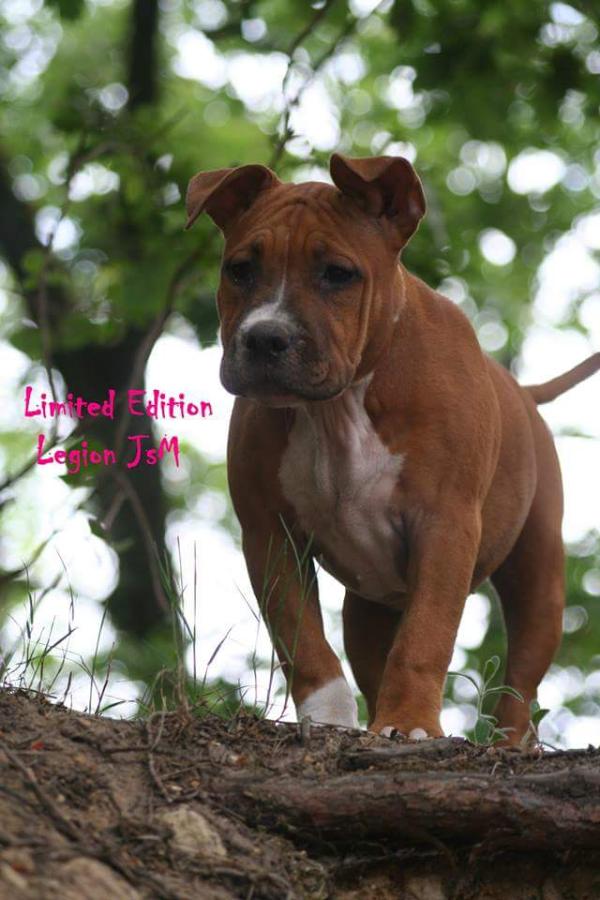 Légion JsM Loboss | American Staffordshire Terrier 