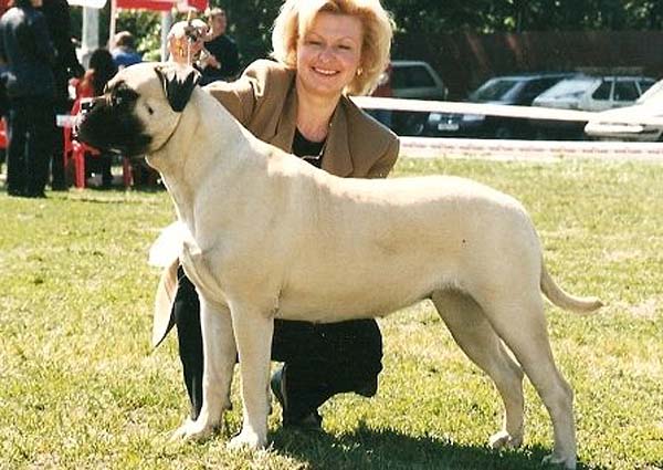 Deby Miracle Bulls | Bullmastiff 