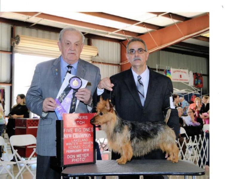Redhawk RedSky Purple Heart | Australian Terrier 